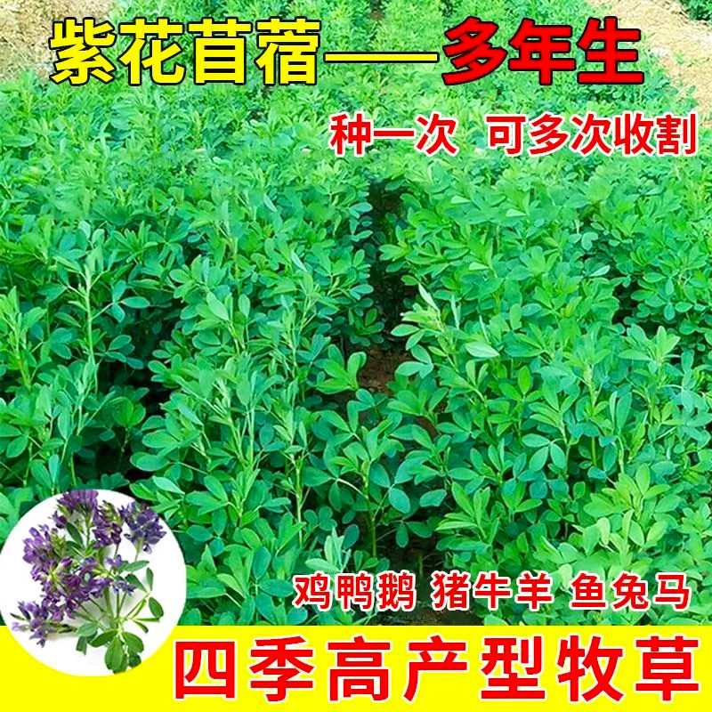 紫花苜蓿种子高蛋白耐寒多年生四季养殖喂鸡鸭鹅牛羊鱼草种子牧草