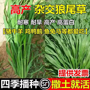 杂交狼尾草种子牧草耐旱多年生高产耐收割猪牛羊兔马鱼草种籽四季