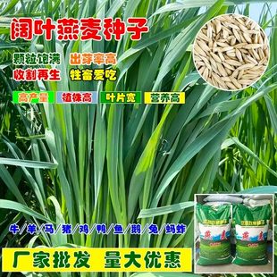 饲用燕麦种子高产牧草耐寒种籽四季养殖鱼饲料草籽绿肥牛羊草种籽
