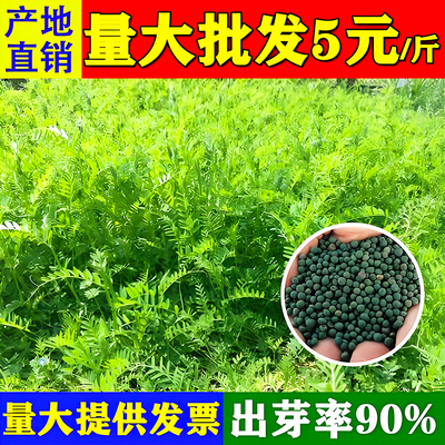 毛苕种子长柔毛野豌豆种籽箭舌豌豆种毛叶光叶紫花苕子毛苕子种籽