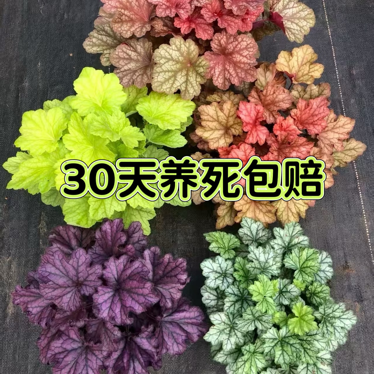 矾根组合防辐射耐寒包邮四季室内