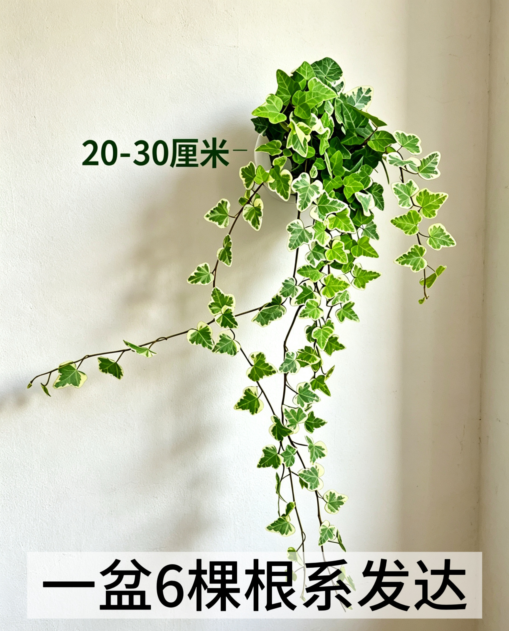 雪莹常春藤盆栽日本引进室内外阳台庭院吊篮绿植锦化易养观叶水培