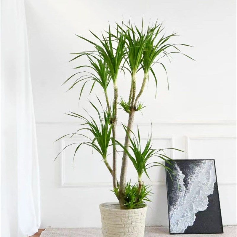 造型多头龙血树大型绿植盆栽室内客厅办公室观叶高杆净化空气好养,鲜花速递/花卉仿真/绿植园艺,大型绿植/成品组合盆栽,淘宝优惠券,粉丝福利购,淘宝优惠卷