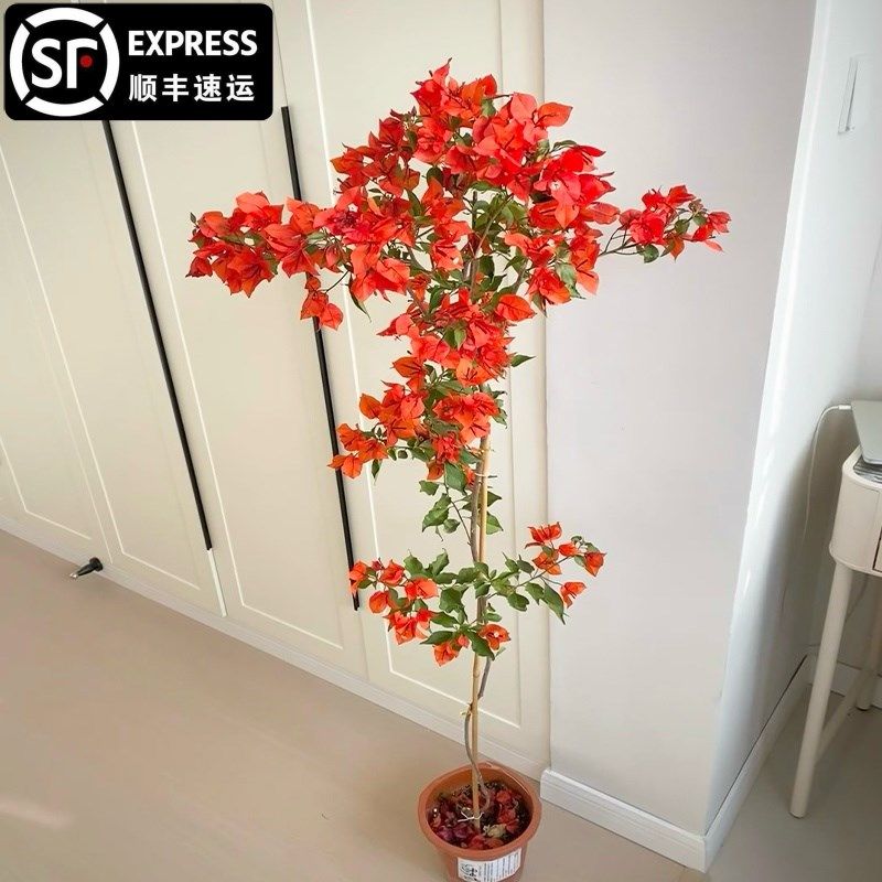 爬藤三角梅大苗高飘原生橙桑巴高杆飘枝老桩室内盆栽庭院勤花耐热,鲜花速递/花卉仿真/绿植园艺,绣球/木绣球/木本植物,淘宝优惠券,粉丝福利购,淘宝优惠卷