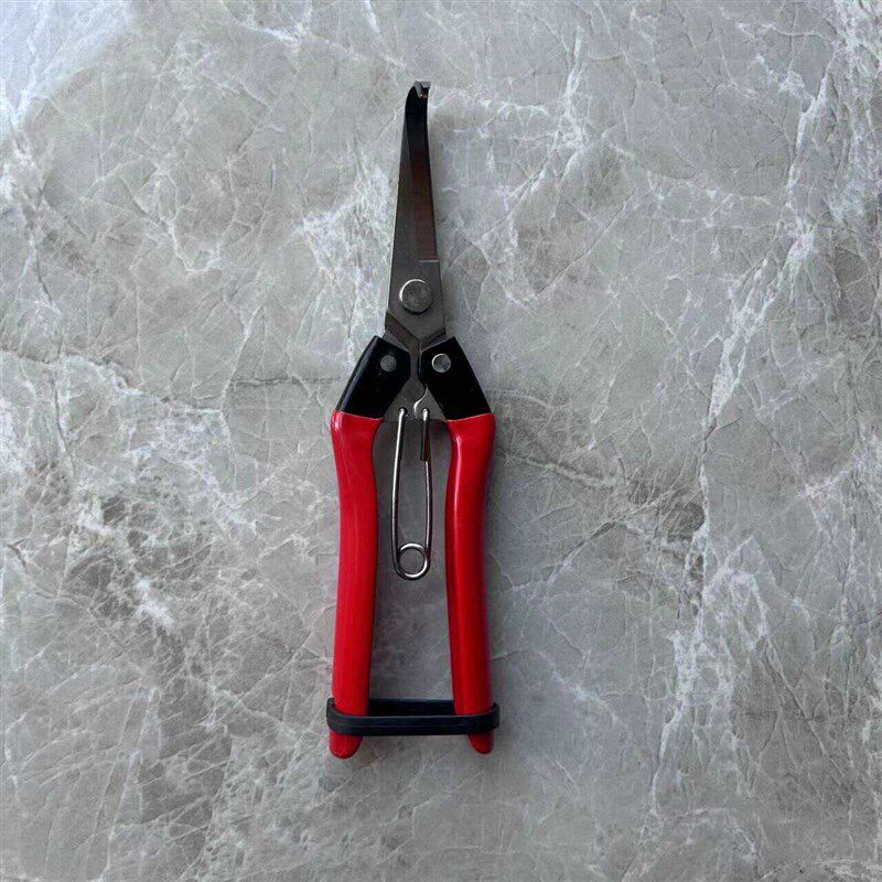 新款加厚火龙果枝条剪修枝剪芽刺专用剪刀角剪勾剪阎芽修芽专用,鲜花速递/花卉仿真/绿植园艺,剪刀,淘宝优惠券,粉丝福利购,淘宝优惠卷