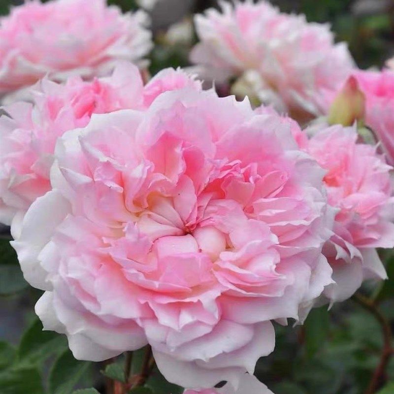 镂刻/镂空/光之窗 新品月季小苗 河本玫瑰园作出,鲜花速递/花卉仿真/绿植园艺,月季/蔷薇/玫瑰,淘宝优惠券,粉丝福利购,淘宝优惠卷