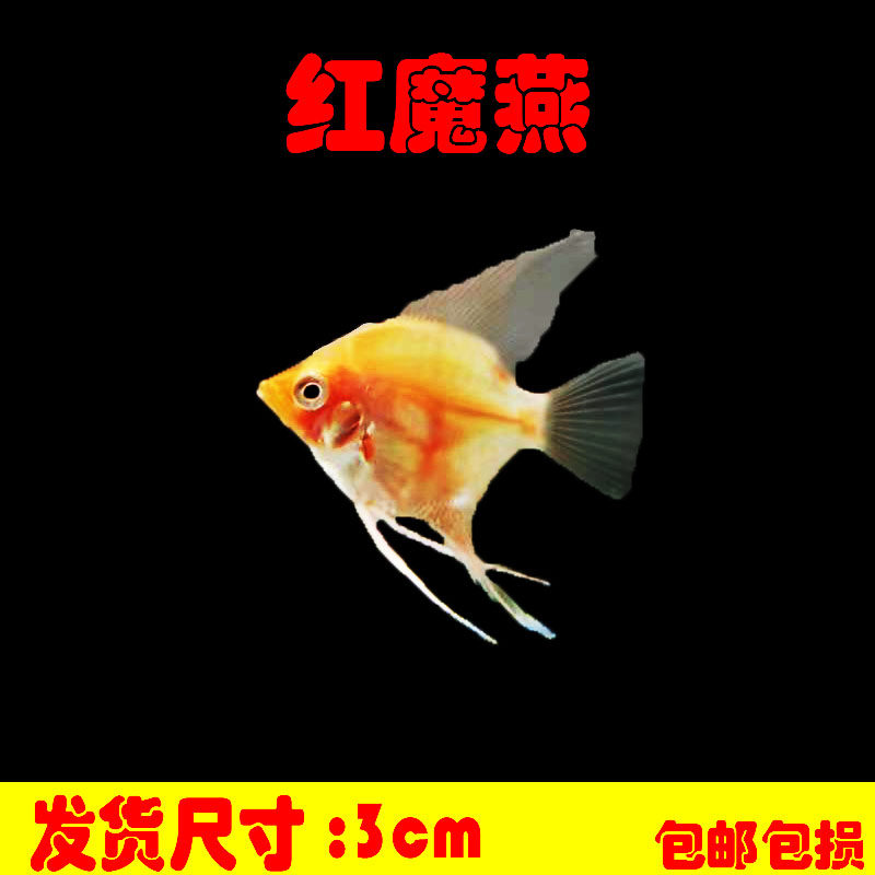 神仙热带观赏燕鱼红色小型群游家庭淡水草缸喂食养殖发货包邮包损