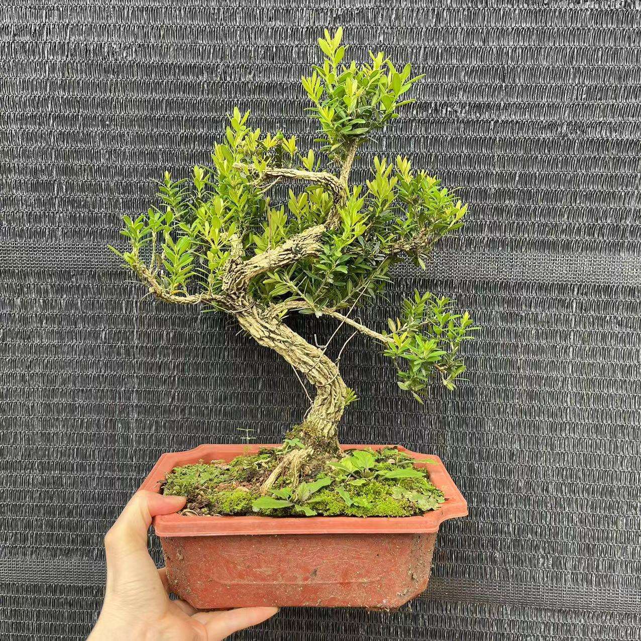 方盆矮霸造型黄杨树桩室内花卉阳台造景盆景好养
