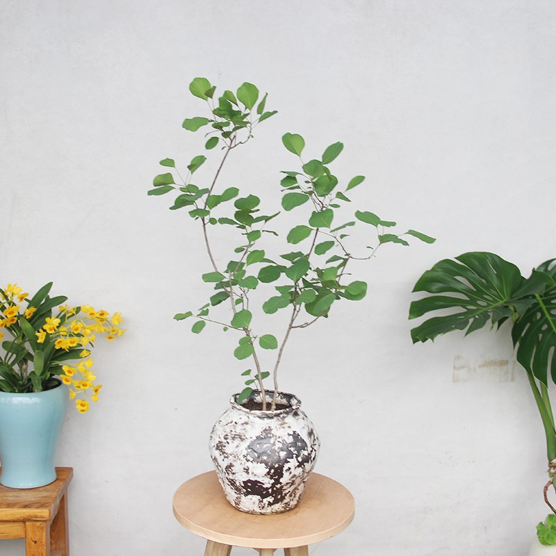 黄栌盆栽木本圆叶北欧风植物室内外阳台好看好养易活植物