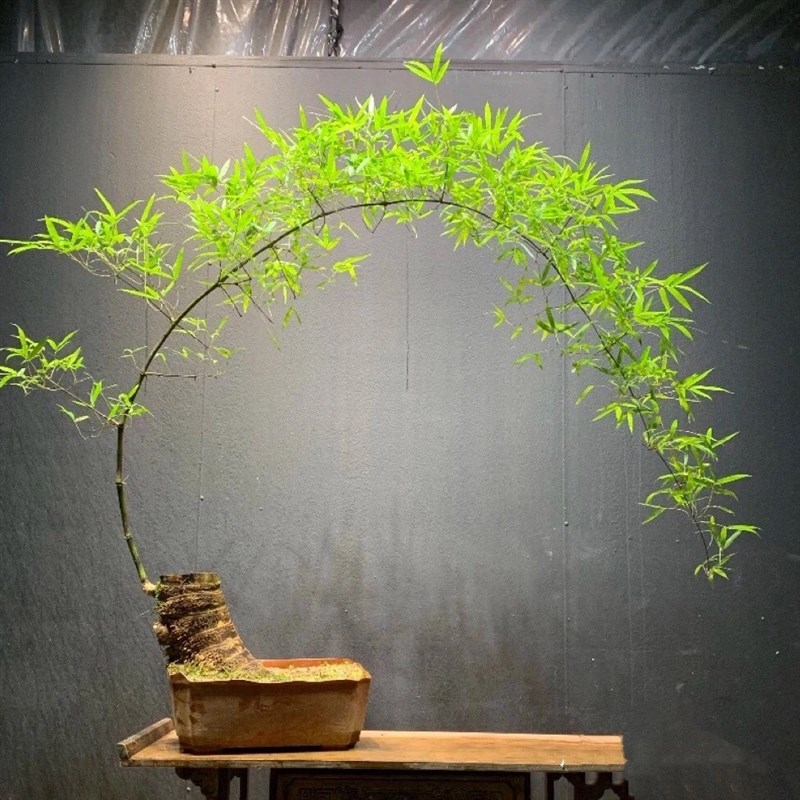 小叶簕竹室内办公室桌面绿植花卉易活好养客厅懒人小盆栽上档次