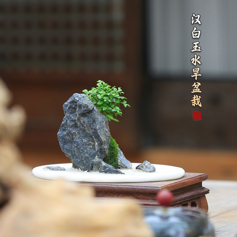 水旱盆栽中式禅意桌面小盆景好养绿植室内桌面摆件附石假山植物