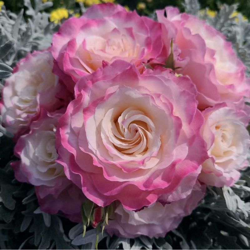 一加仑扦插中苗六翼天使原土原盆发货