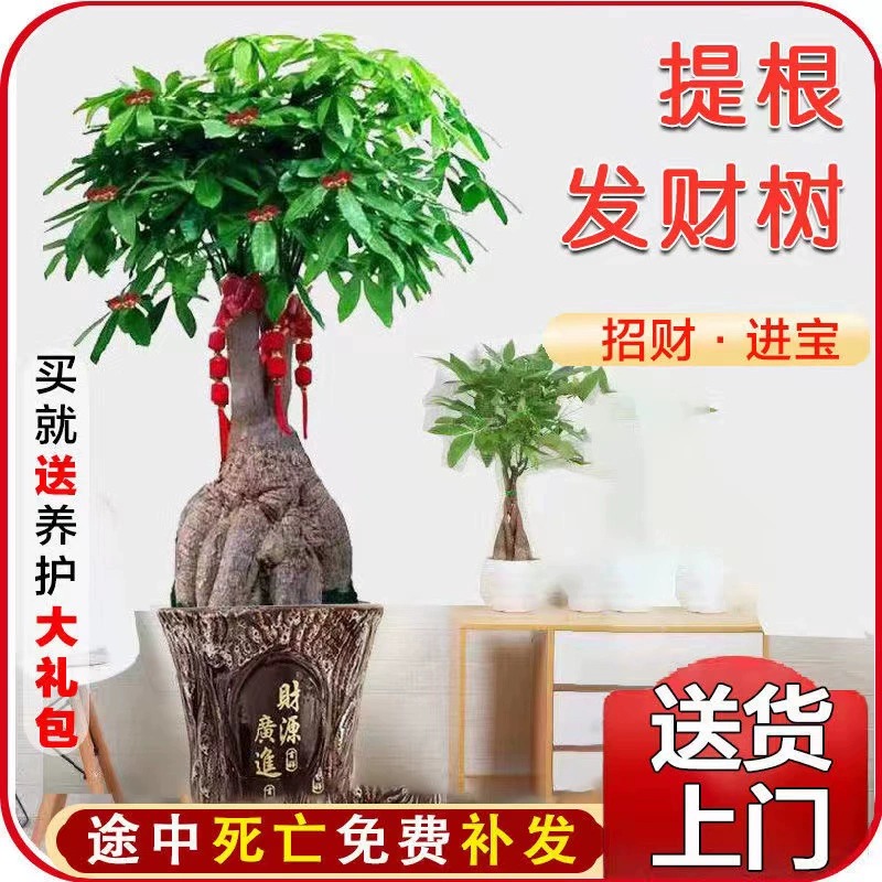 提根发财树大型盆栽室内净化空气开业乔迁送礼老桩大型植物好养
