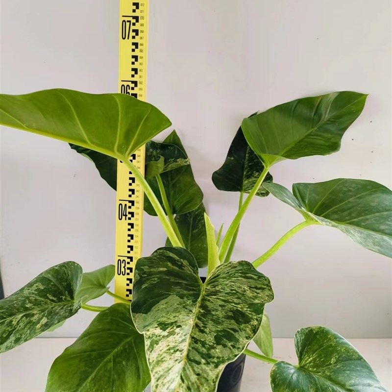 洒金巨人锦蔓绿绒绿植盆栽植物室内观叶净化空气吸收甲醛超划算