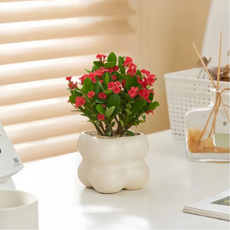 虎刺梅盆栽铁海棠花卉绿植盆景桌面摆件室内阳台四季开花好养植物