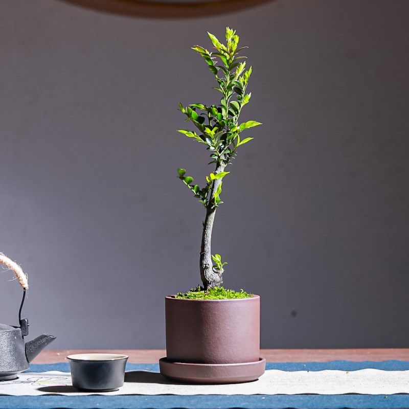 黑骨茶小叶紫檀树苗盆景室内常绿植物名贵花卉盆栽四季好养盆景