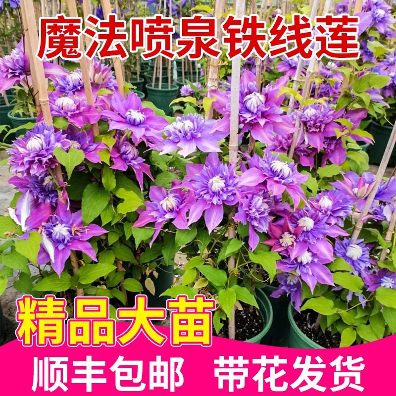 魔法喷泉铁线莲爬藤攀援花卉大苗庭院四季开花卉好养重瓣阳台带花,鲜花速递/花卉仿真/绿植园艺,绣球/木绣球/木本植物,淘宝优惠券,粉丝福利购,淘宝优惠卷