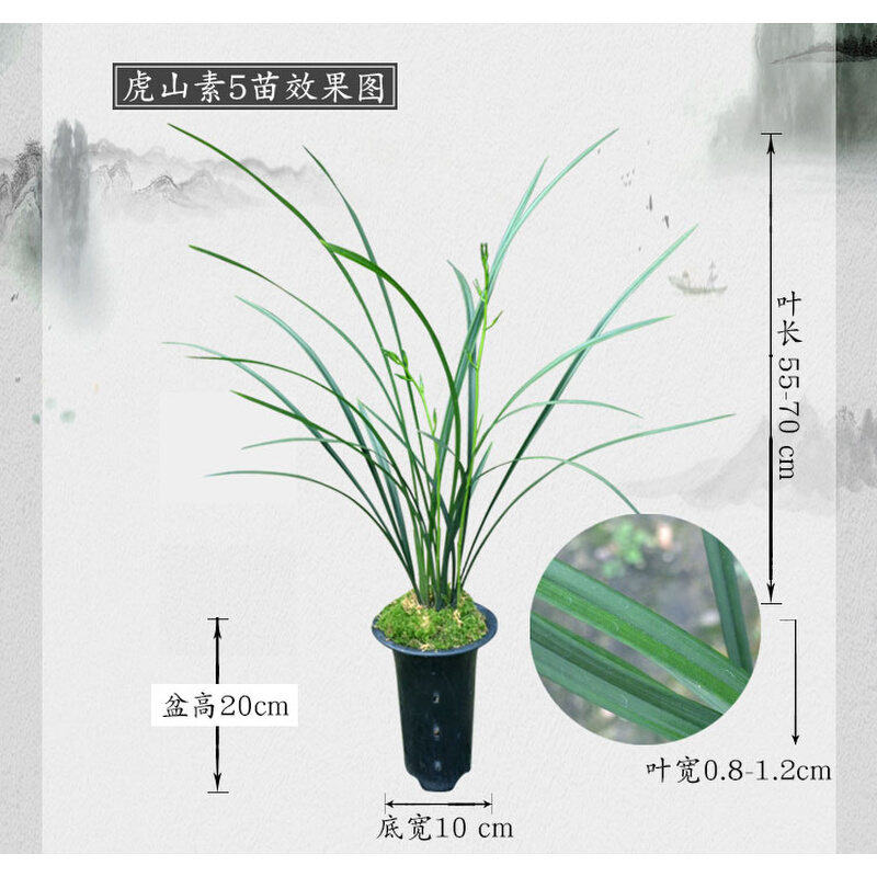 江西小叶细叶寒兰带花苞素心兰花大叶虎山素建兰四季兰名贵花卉