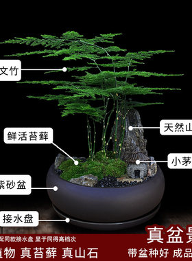 文竹盆栽室内卧室绿植四季好养活办公室桌面植物苔藓造景摆件盆景