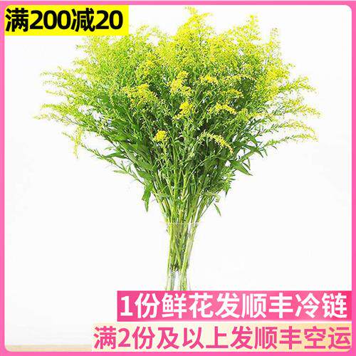 黄莺草配草配花云南直发昆明黄英基地斗南花市插花水养花束家庭