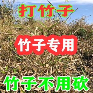 除竹子烂根专用药粉强力去竹粉清竹根专用大竹杂竹荒草灌木根烂死