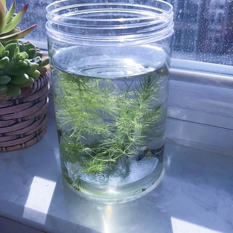 凤尾母鱼悬浮独立孵化网罐孔雀鱼幼鱼苗鱼缸产房隔离繁殖专用盒