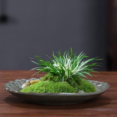苔藓发财树盆栽菖蒲专用水培植物盆景托盘盆文竹巴西木花盆陶瓷球