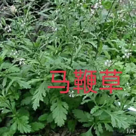 新鲜干货原生态中药材马鞭草包邮铁马鞭马边草 马边草 马鞭梢