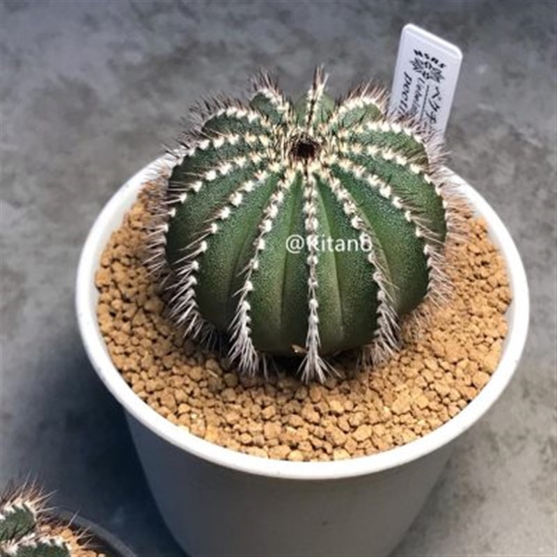 栉刺尤伯球仙人i球稀有经典品种进口仙人掌科实生多肉植物尤博球