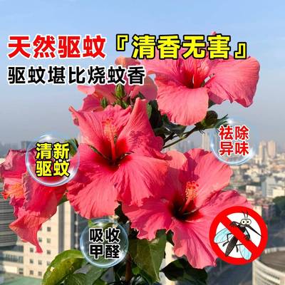 桑重盆栽瓣台带花苞无品牌/色院朱槿红花室阳内庭扶四季卉花植木