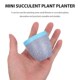 Flower Resin HoldersA Decorative Containers 极速6 Plant Pcs