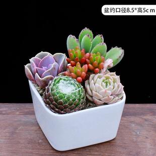 极速幼儿园绿植小盆栽小型室内适合家养的植物花花草草Y多肉含盆