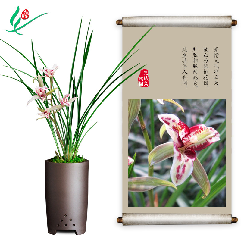 新品兰花春剑桃园三结义浓香花卉C盆景栽土兰带草绿植物花苞名贵