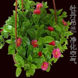 极速吊兰植物室内常春藤绿萝盆栽金C鱼口红金心吊兰绿植净化空气