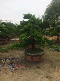 极速大型罗d汉松盆景罗汉松造型罗汉松迎客松盆景树桩别墅酒店