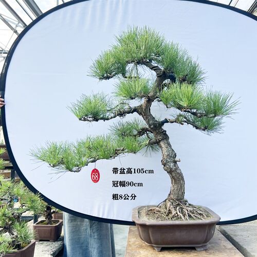 新品黑松盆d景造型黑松庭院客厅迎客松盆景松树盆景