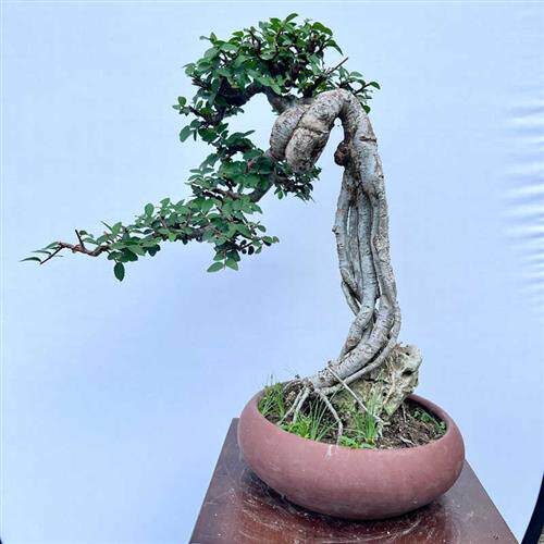 新品榆树老桩高杆直杆文人榆树盆景矮霸坨坨胖榆附石X抱石提跟包