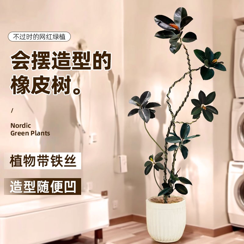 黑金刚橡皮树客厅大盆栽绿植w老桩真树办公室内大型植物落地式造