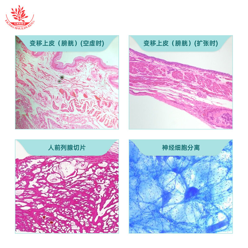 frt2001木盒装100片人体正常组织学生物切片he染色医学院教学研