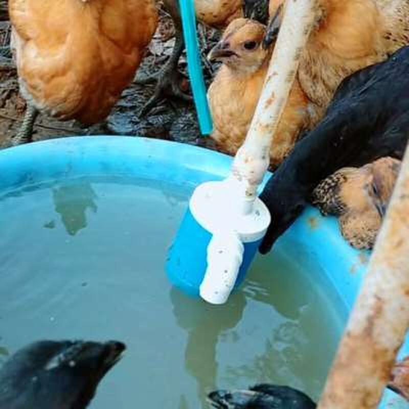 新款鸡鸭鹅自动喂水器饮水器家禽鸭子喝水饮水槽牛羊设备养殖用品