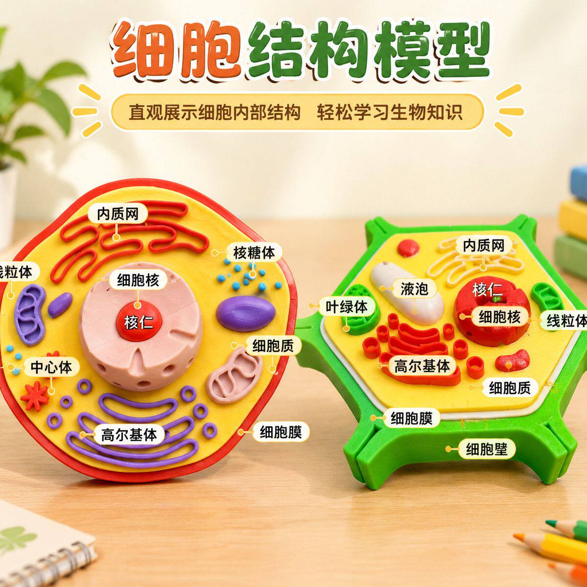 3D 打印立体细胞模型初高中生物教具高清植物动物细胞结构演示