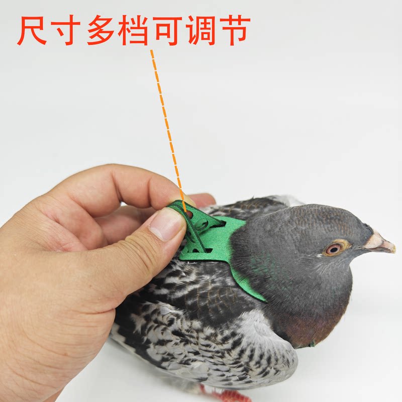 信鸽鸽子放飞背带牵引绳衣服脚环鸽子用品鸽子放飞绳