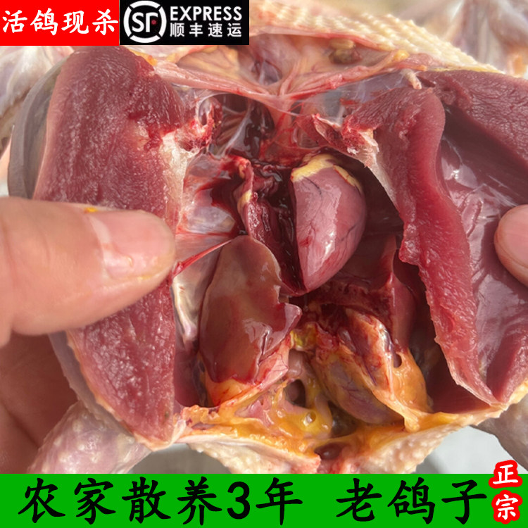 老鸽鸽子农家散养野生新鲜现杀