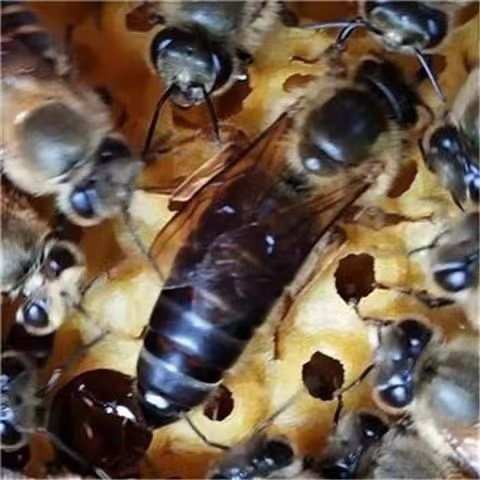 中蜂蜂王种王优质种良中蜂王产卵