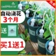 全自动浇花器懒人家用浇水神器出差外出滴水器阳台植物滴灌渗水器