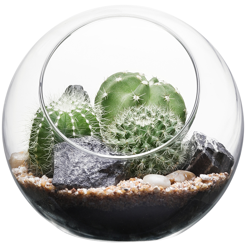 仙人掌创意DIY多肉盆栽室内办公桌小摆件仙人球盆景新手好养肉肉