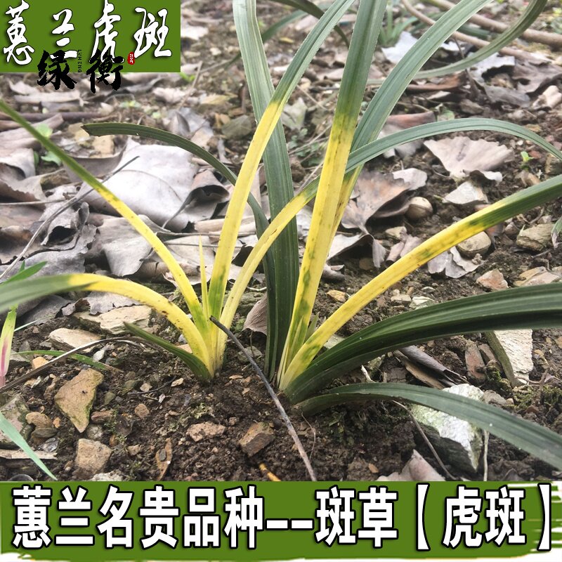 春兰 蕙兰 高档虎斑艺草 兰花苗 叶艺线艺 斑草 室内盆栽绿植花.