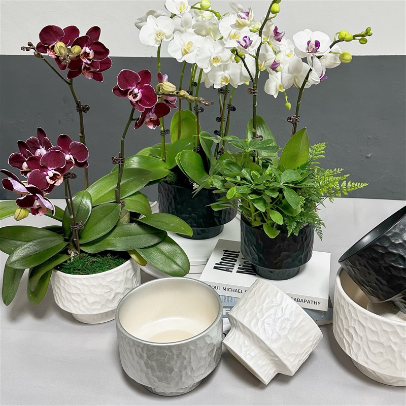 简约花盆蝴c蝶兰大蕙兰大口径收底花器盆栽盆景轻奢花器摆件装饰