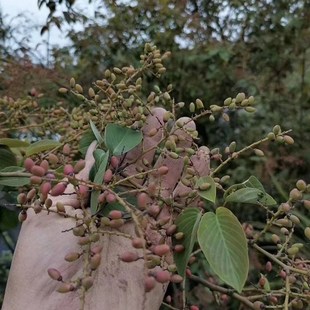 黄鳝藤老鼠屎藤铁包金勾儿茶农产品加工设备中草药材
