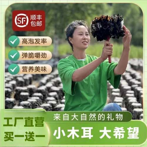 王北四伊春原本自然森林寒地头茬木耳 肉厚 干净 500g/1000g